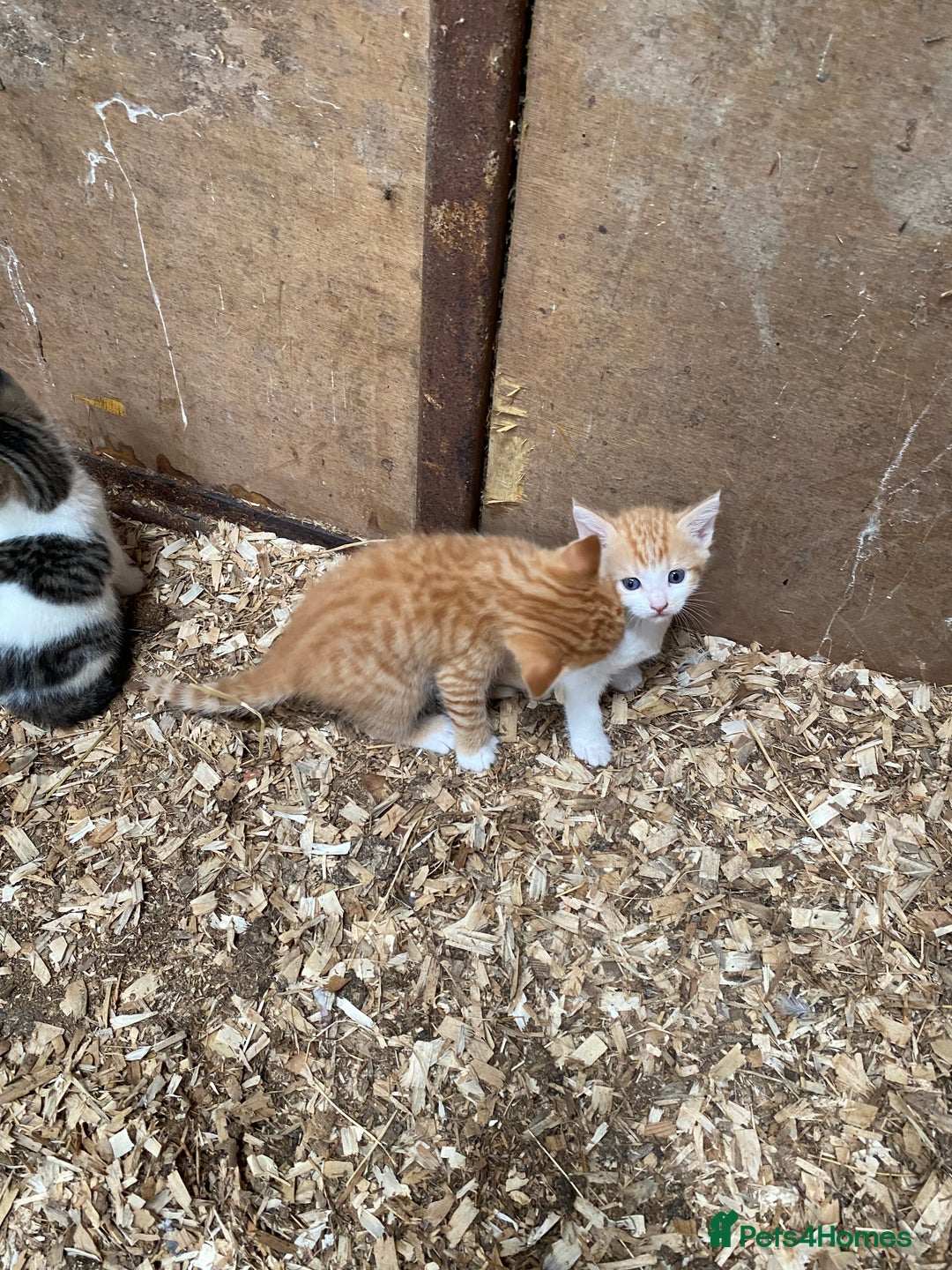 Mixed Breed cats for sale: Adorable Kittens  - Image 7