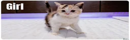 Munchkin cats for sale: Munchkin kittens - Advert 7