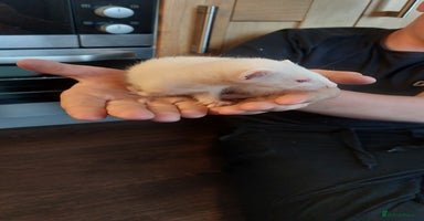 Ferret rodents - Advert 16