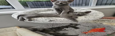 Russian Blue 1