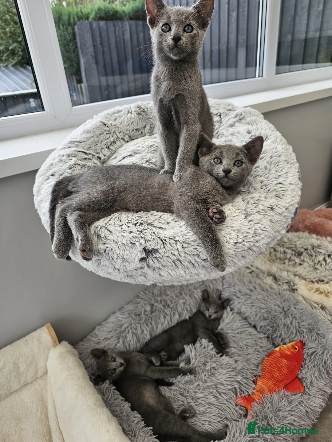Russian Blue cats for sale: GCCF Registered Russian Blue Kittens – Ready Now  - Advert 2
