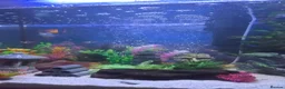 Other/Mixed Breed fish for sale: Fish tank with fish and accessories in Manchester - Advert 3