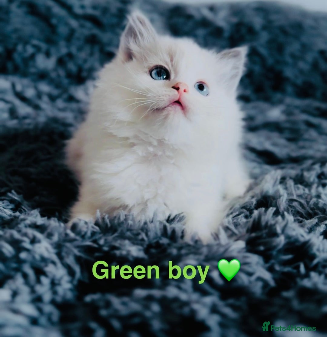 Ragdoll cats for sale: 🩷🐾Tica full Pedigree🐾EU Ragdoll 🐱🐾DNA Clear - Advert 10