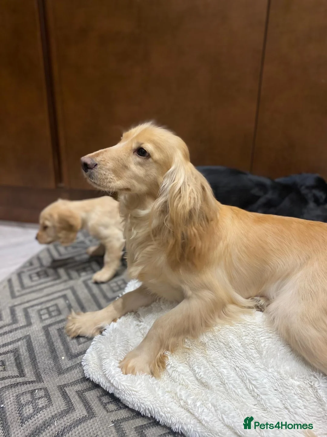 Cocker Spaniel dogs for sale: 🐶 COCKER SPANIEL PUPPIES 🐶  - Advert 2