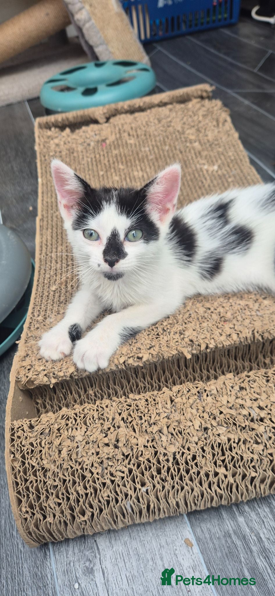 Mixed Breed cats Beautiful kittens - Advert 2