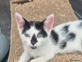 Mixed Breed cats Beautiful kittens - Advert 2