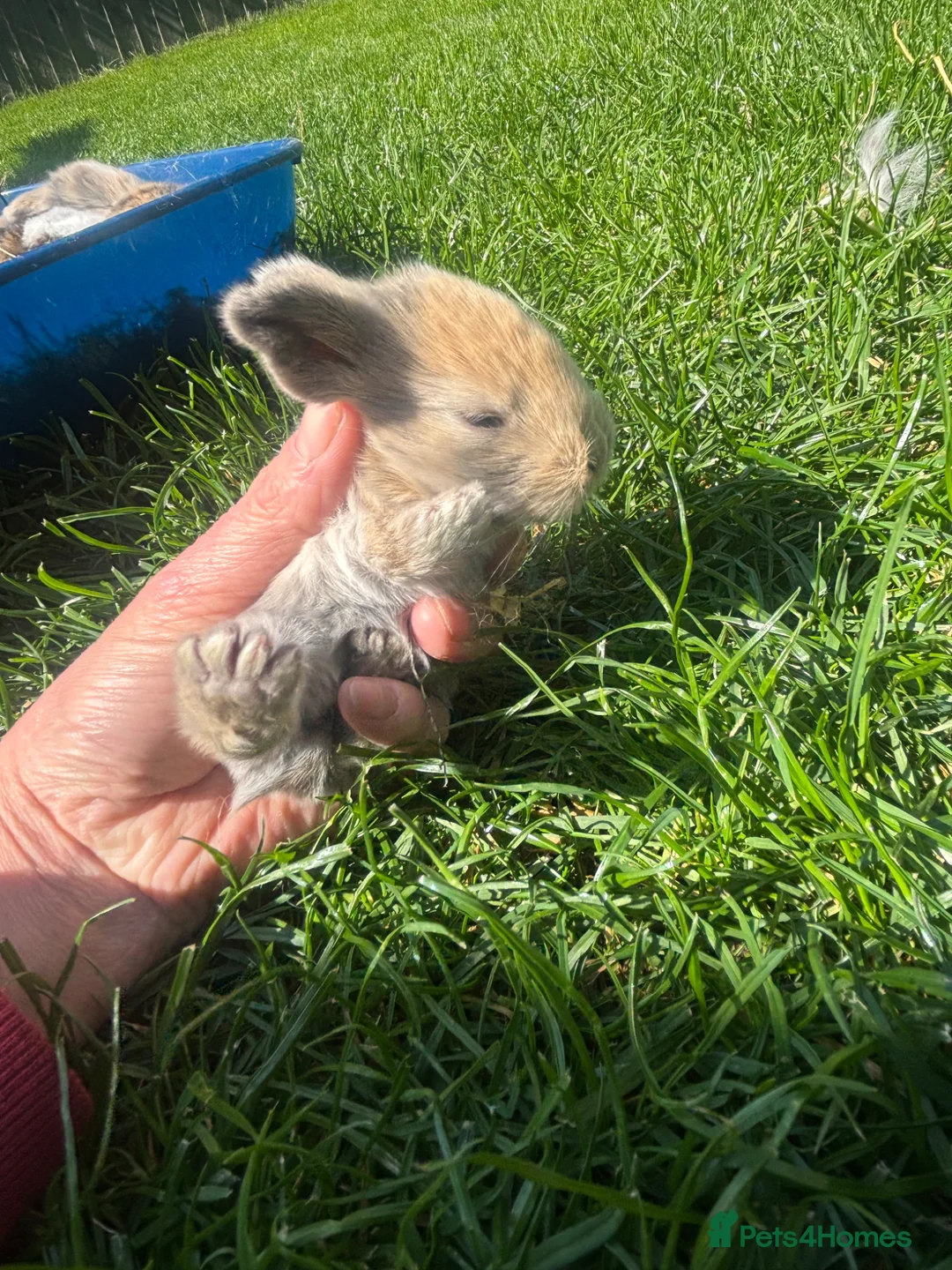 Mini Lop rabbits for sale: Beautiful coloured mini lops - Advert 2