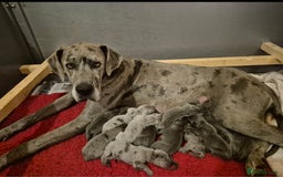Great Dane dogs for sale: Pedigree Great Dane Babies  - Image 4