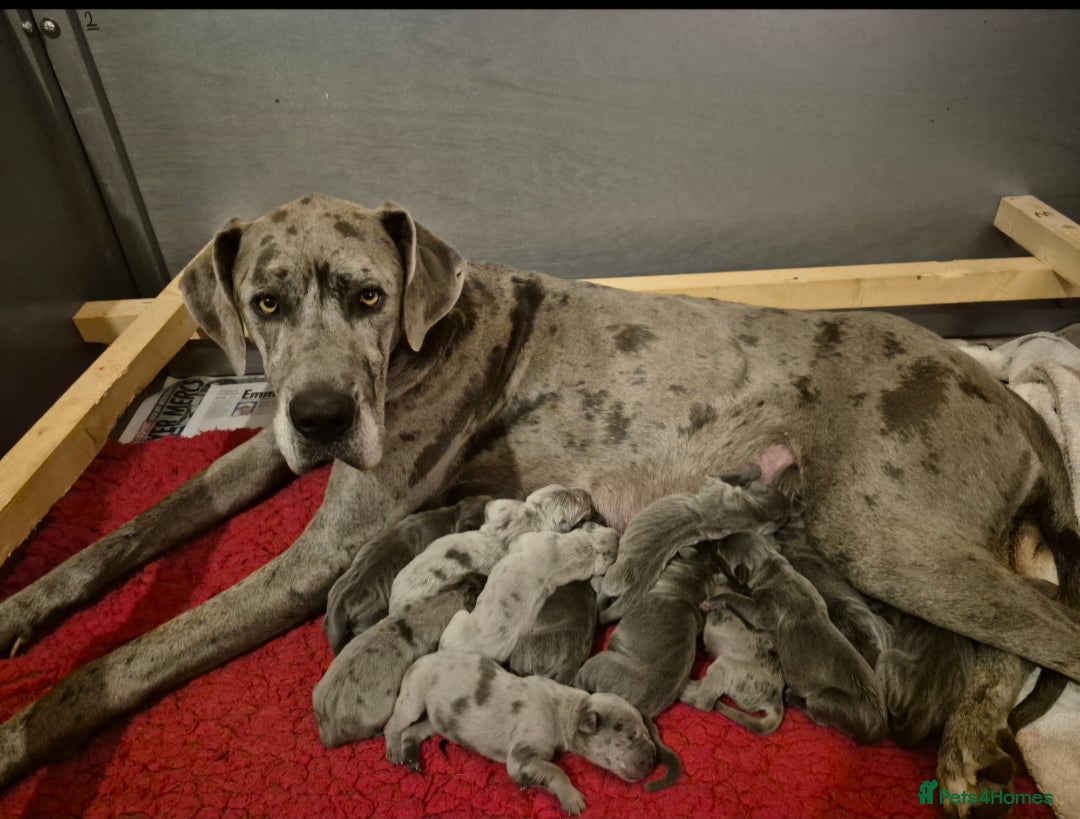 Great Dane dogs for sale: Pedigree Great Dane Babies  - Image 4