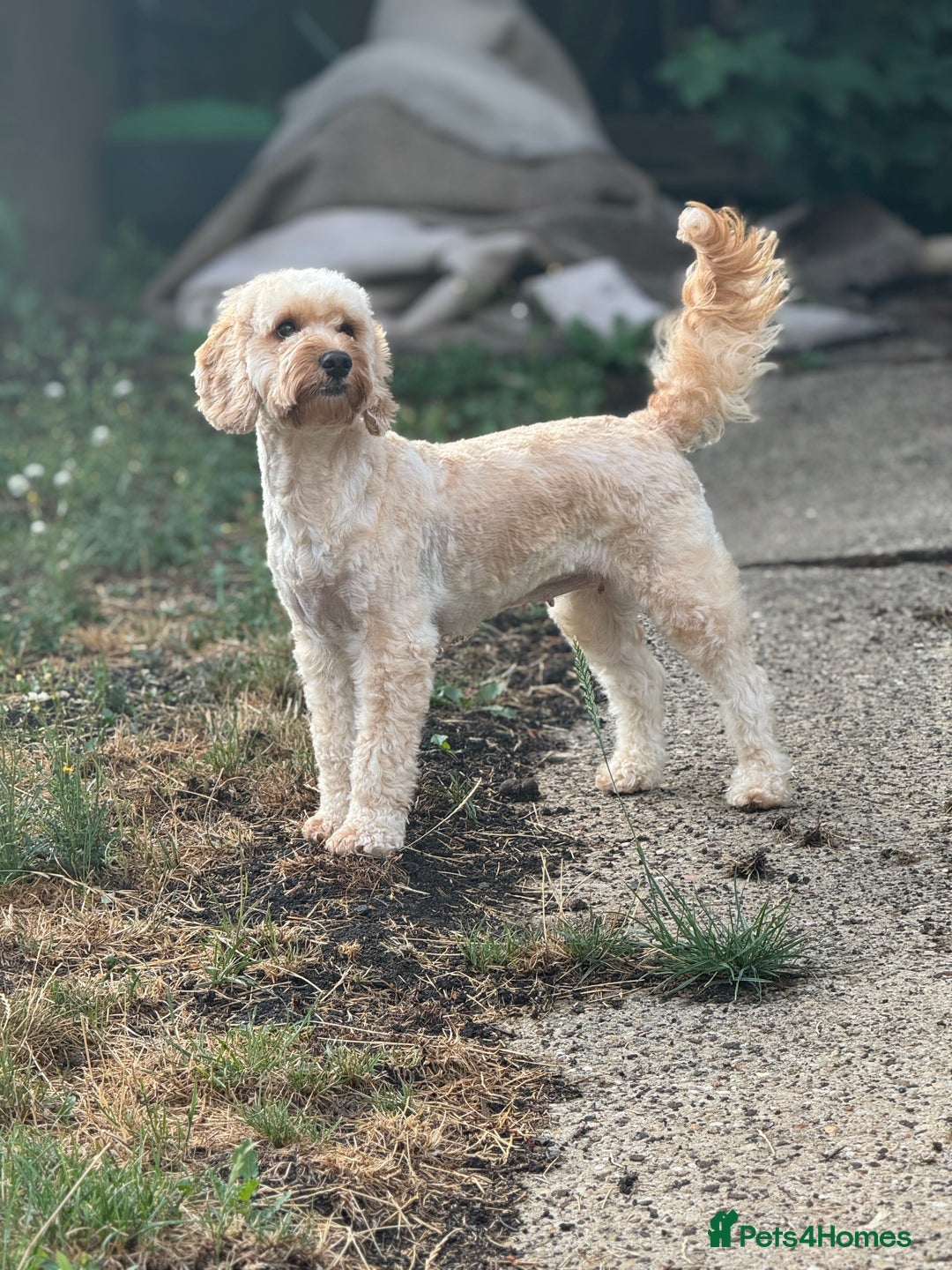 Cockapoo dogs for sale: Beautiful male f2 cockapoo (please read carefully) - Image 3