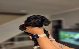 Cockapoo dogs for sale: Cockapoo - Image 4