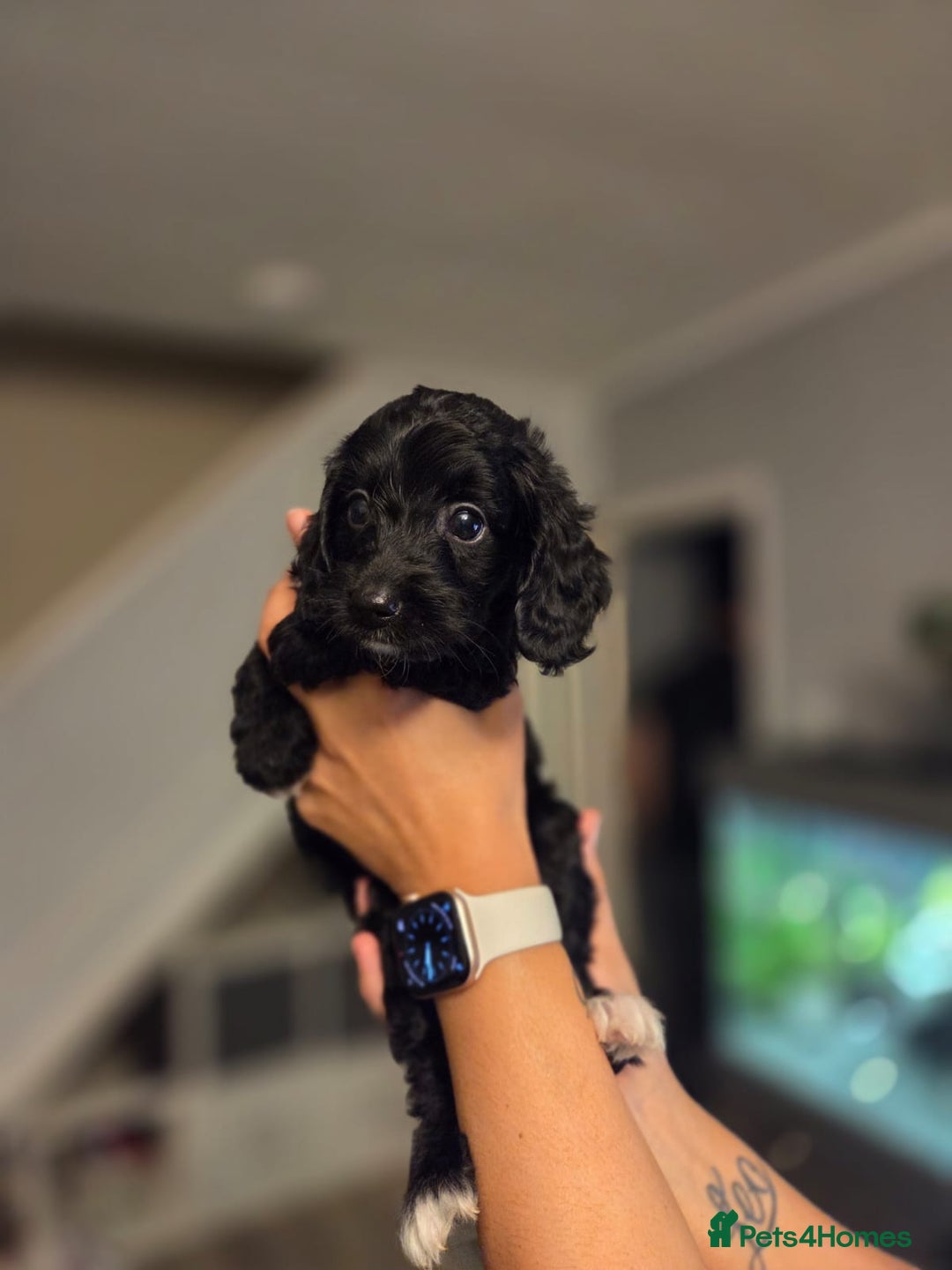 Cockapoo dogs for sale: Cockapoo - Image 4