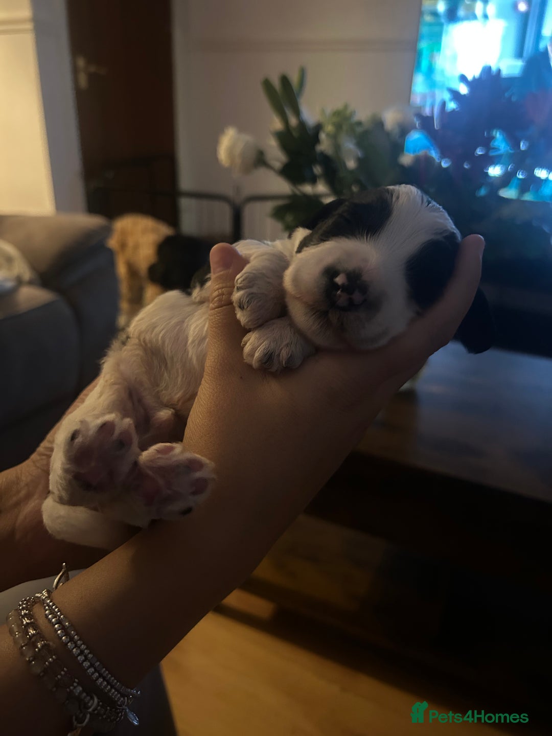 Cockapoo dogs for sale: Cockapoo puppies for sale 🩵🩷 - Image 7