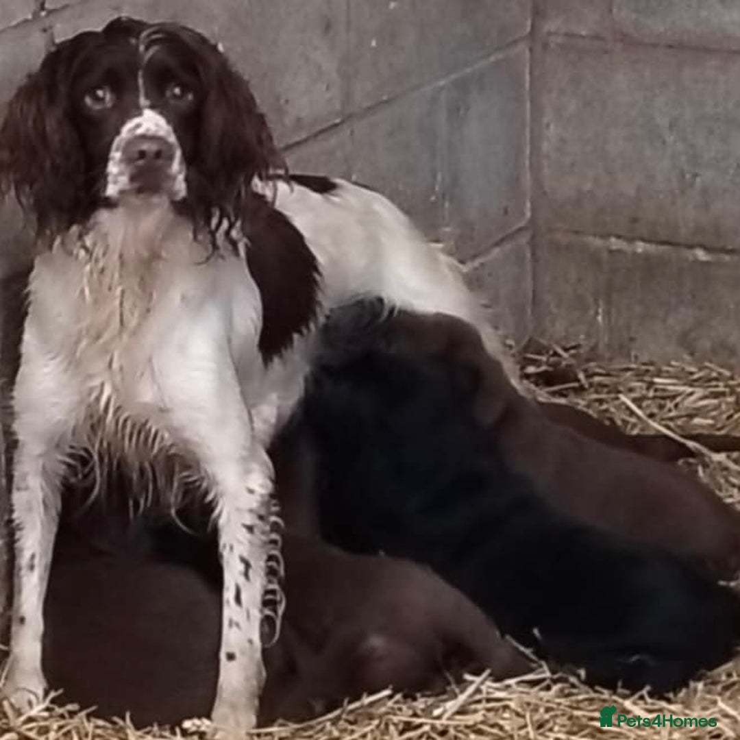 Springador dogs for sale: Quality Springador puppies for sale  - Image 7