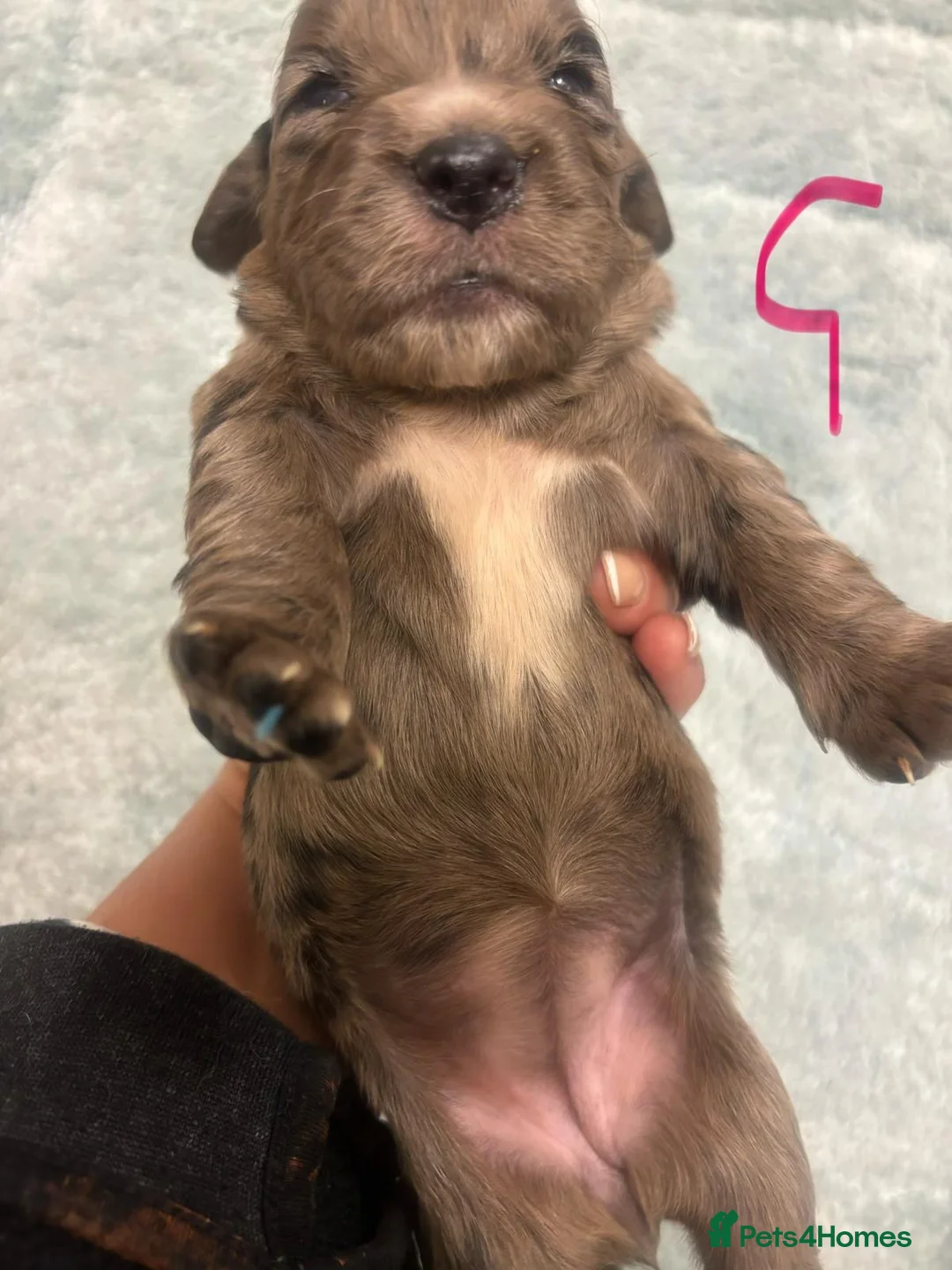 Cocker Spaniel dogs for sale: COCKER SPANIEL PUPS READYp - Advert 4