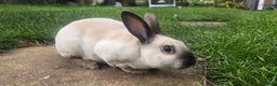 Rex rabbits for sale: 3 Mini rex 13 weeks old - Advert 19