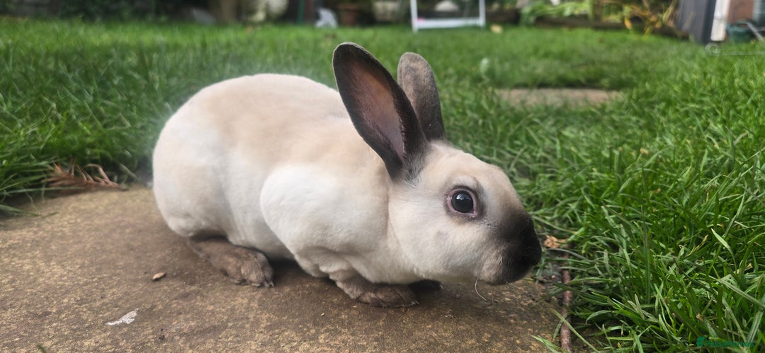 Rex rabbits for sale: 3 Mini rex 13 weeks old - Advert 19