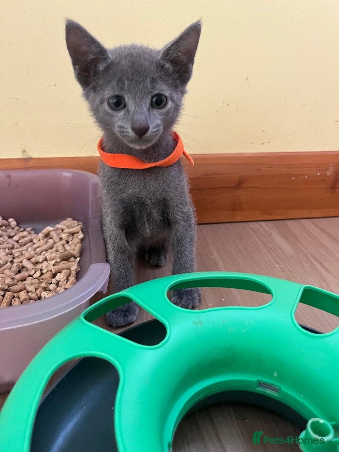 Russian Blue cats for sale: Pure Breed Russian Blue TICA registered  - Image 3