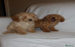 Poodle dogs for sale: Poodle puppies  - Image 7