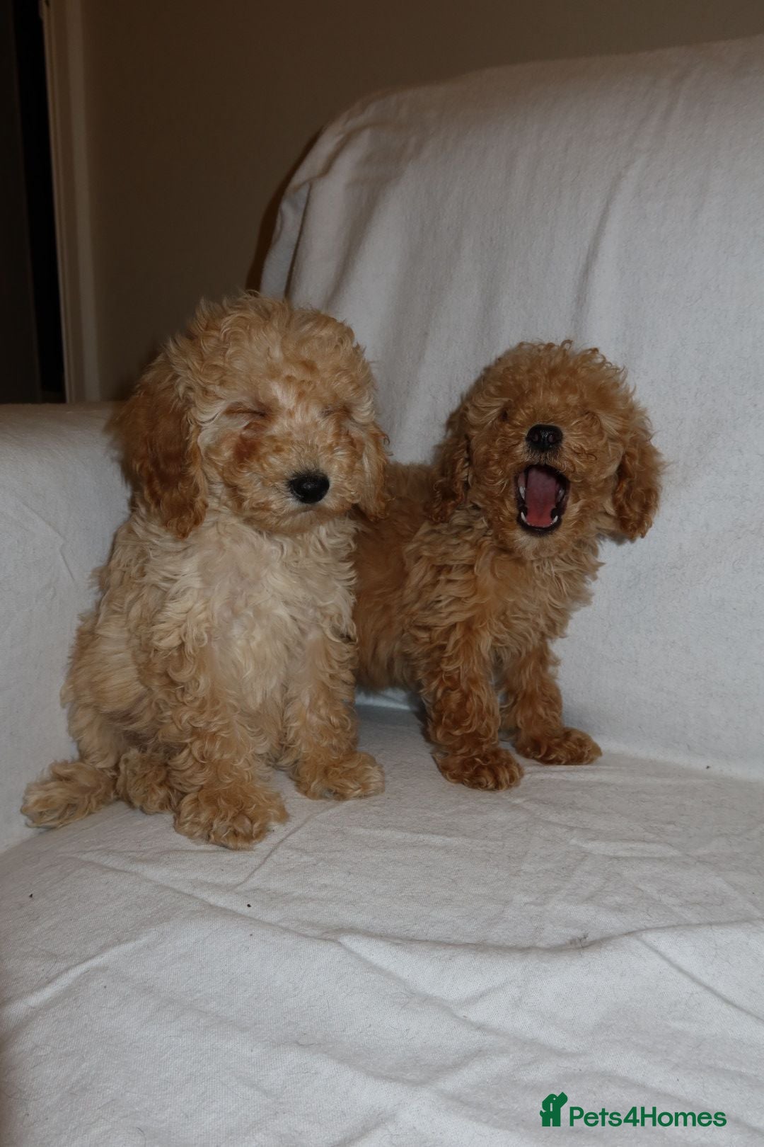 Poodle dogs for sale: Poodle puppies  - Image 7