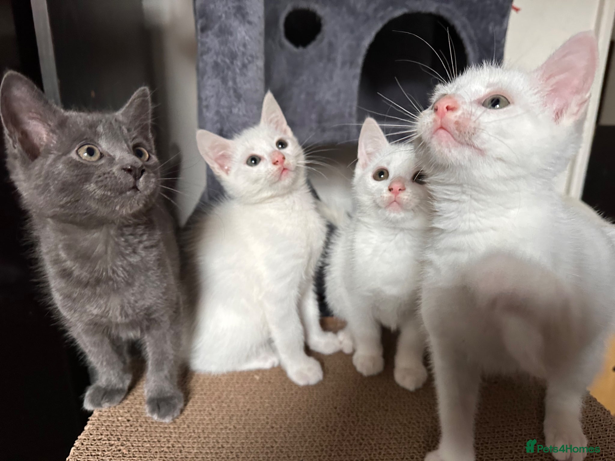 Mixed Breed cats Ready for loving home  - Advert 1