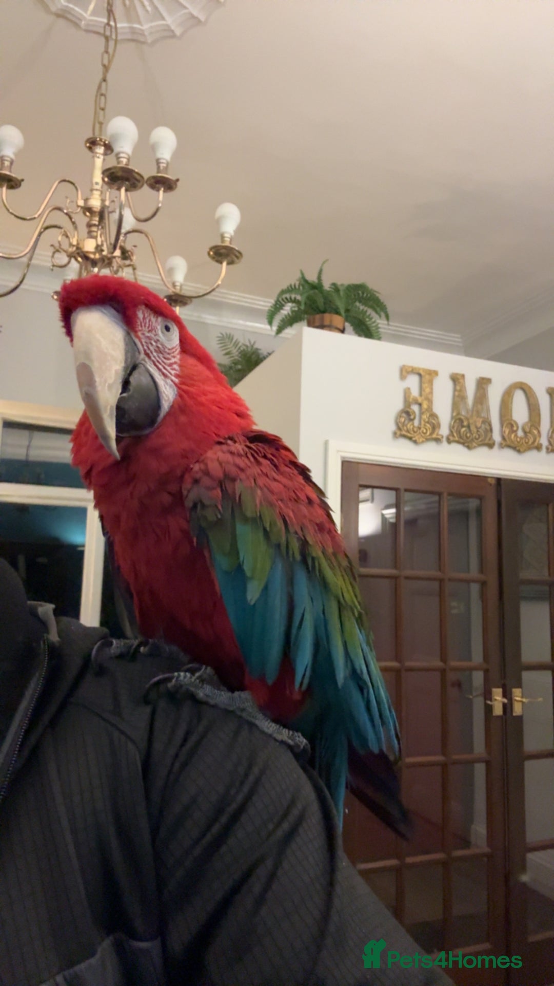 Macaws birds for sale: Tame&Talking Greenwing Macaw - Advert 6
