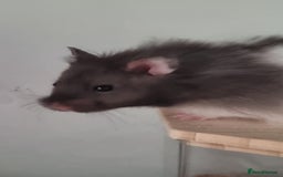 Hamster rodents for sale: Long Haired Syrian Hamster - Image 3