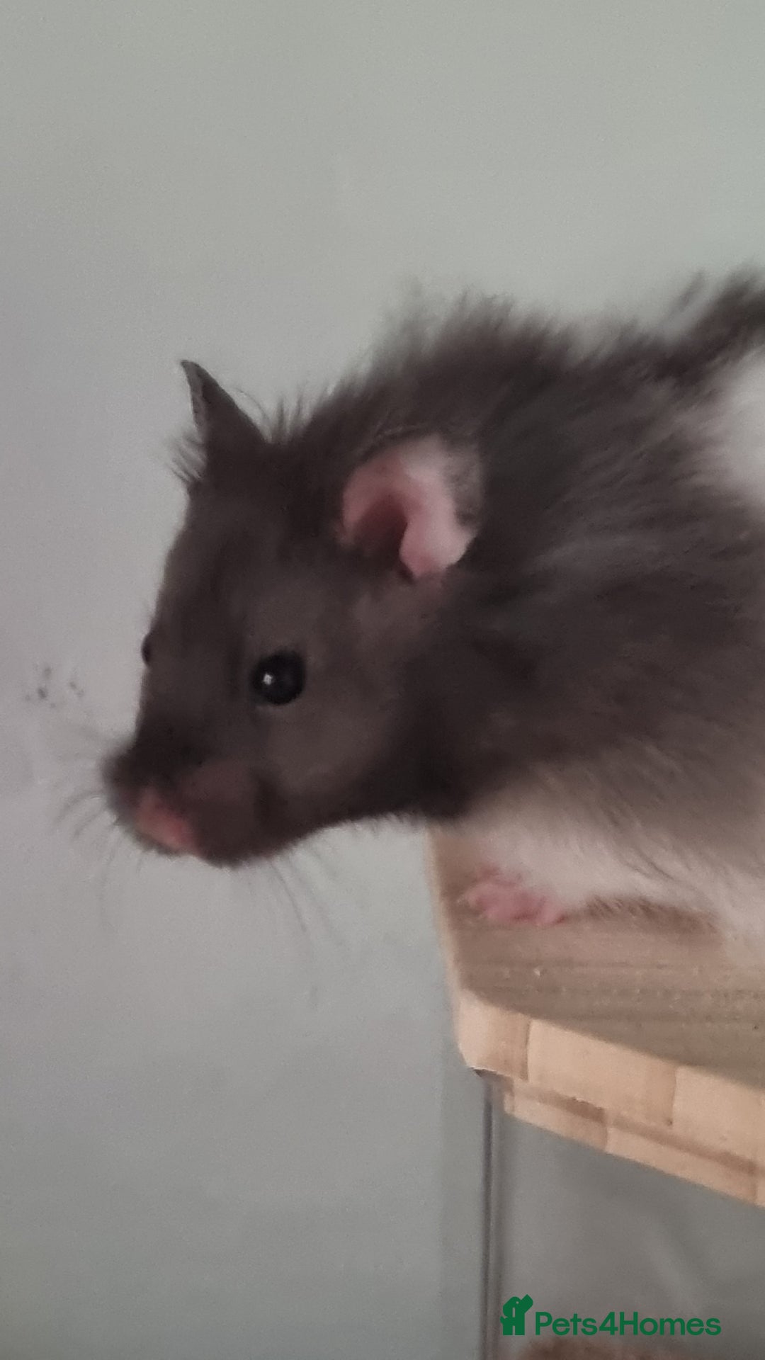 Hamster rodents for sale: Long Haired Syrian Hamster - Image 3
