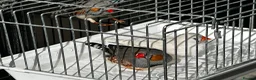 Finches birds for sale: Zebra finches - Advert 2