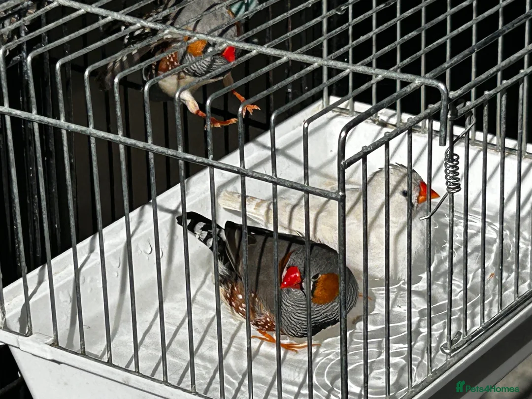 Finches birds for sale: Zebra finches - Advert 2