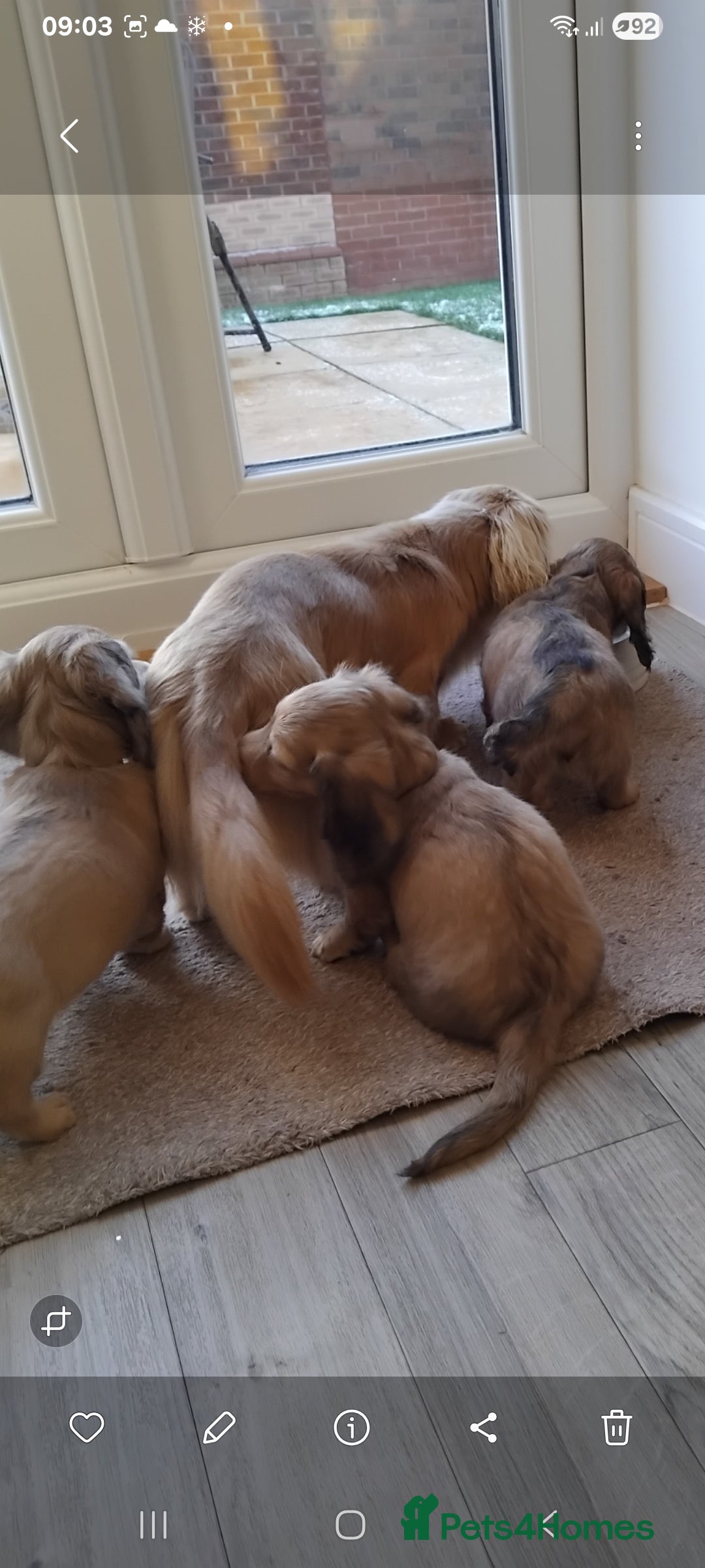 Miniature Dachshund dogs Miniature long haired dachshund puppies for sale   - Advert 17