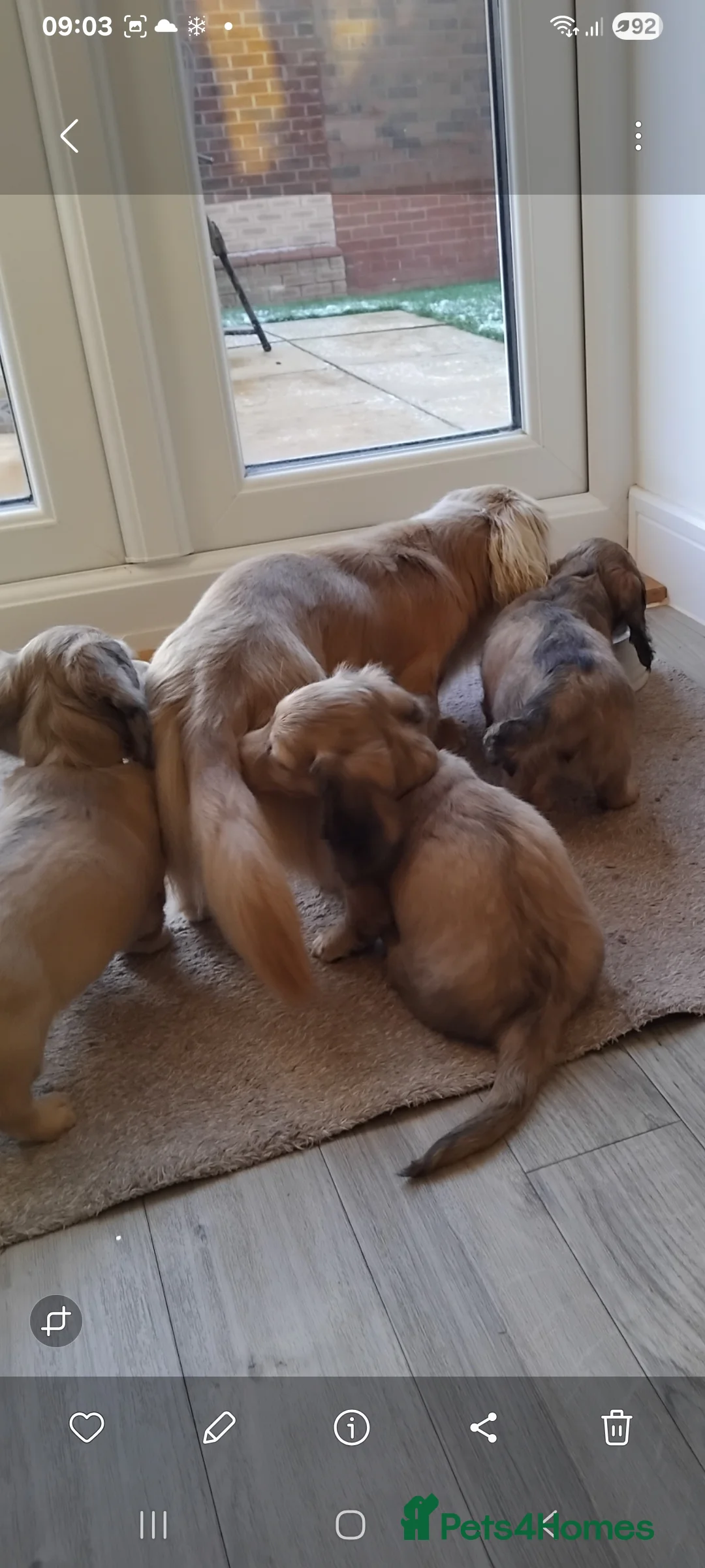 Miniature Dachshund dogs for sale: Miniature Dachshund Puppy female  - Advert 2