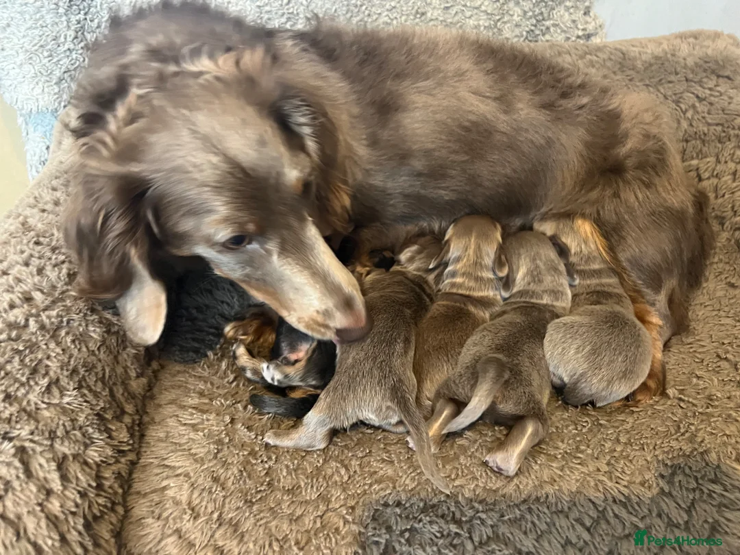 Miniature Dachshund dogs for sale: Stunning kc registered long hair Isabella's & blue in Portsmouth - Advert 18