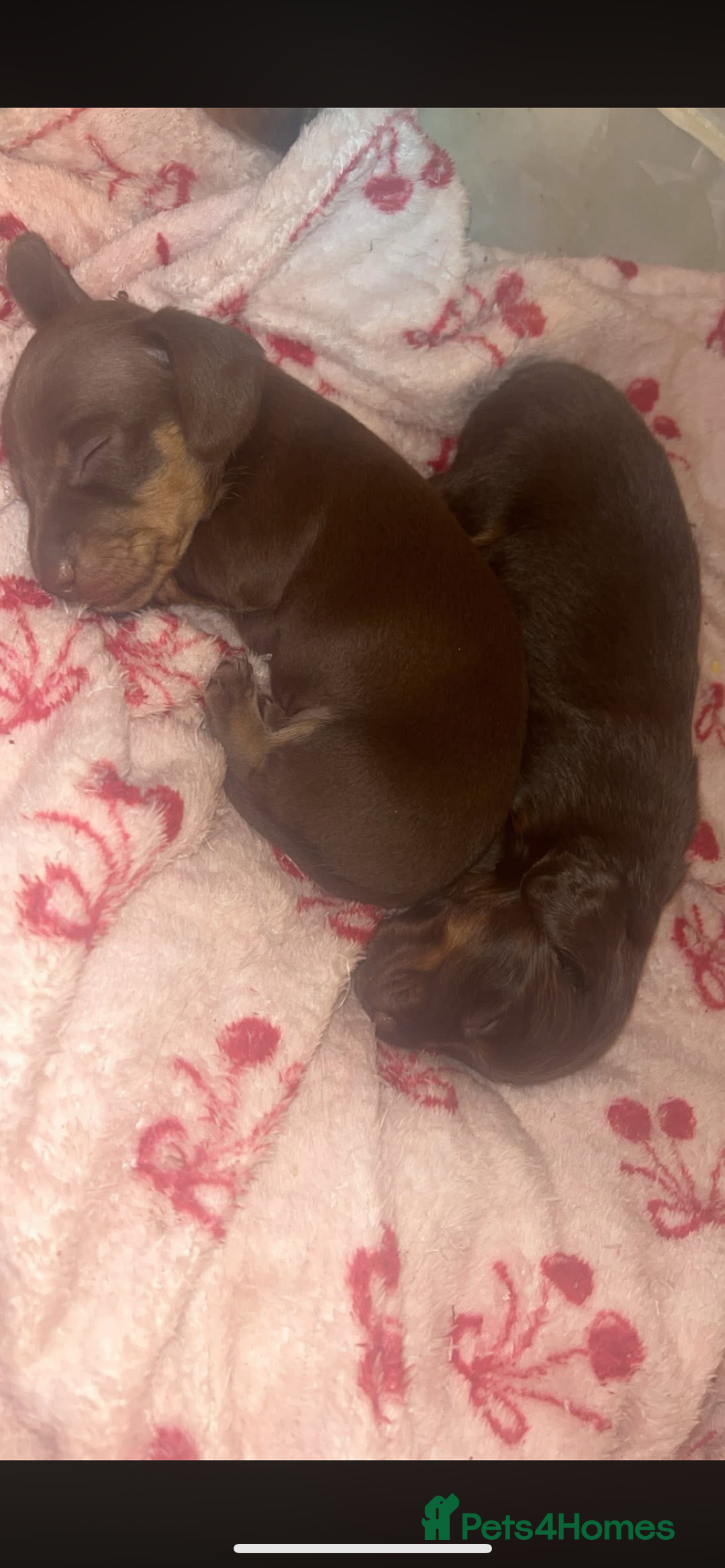 Miniature Dachshund dogs for sale: Miniature dachshund  - Image 10