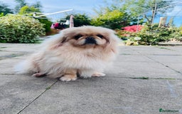 Pekingese dogs for sale: Kc Pekingese’s puppies  - Image 3