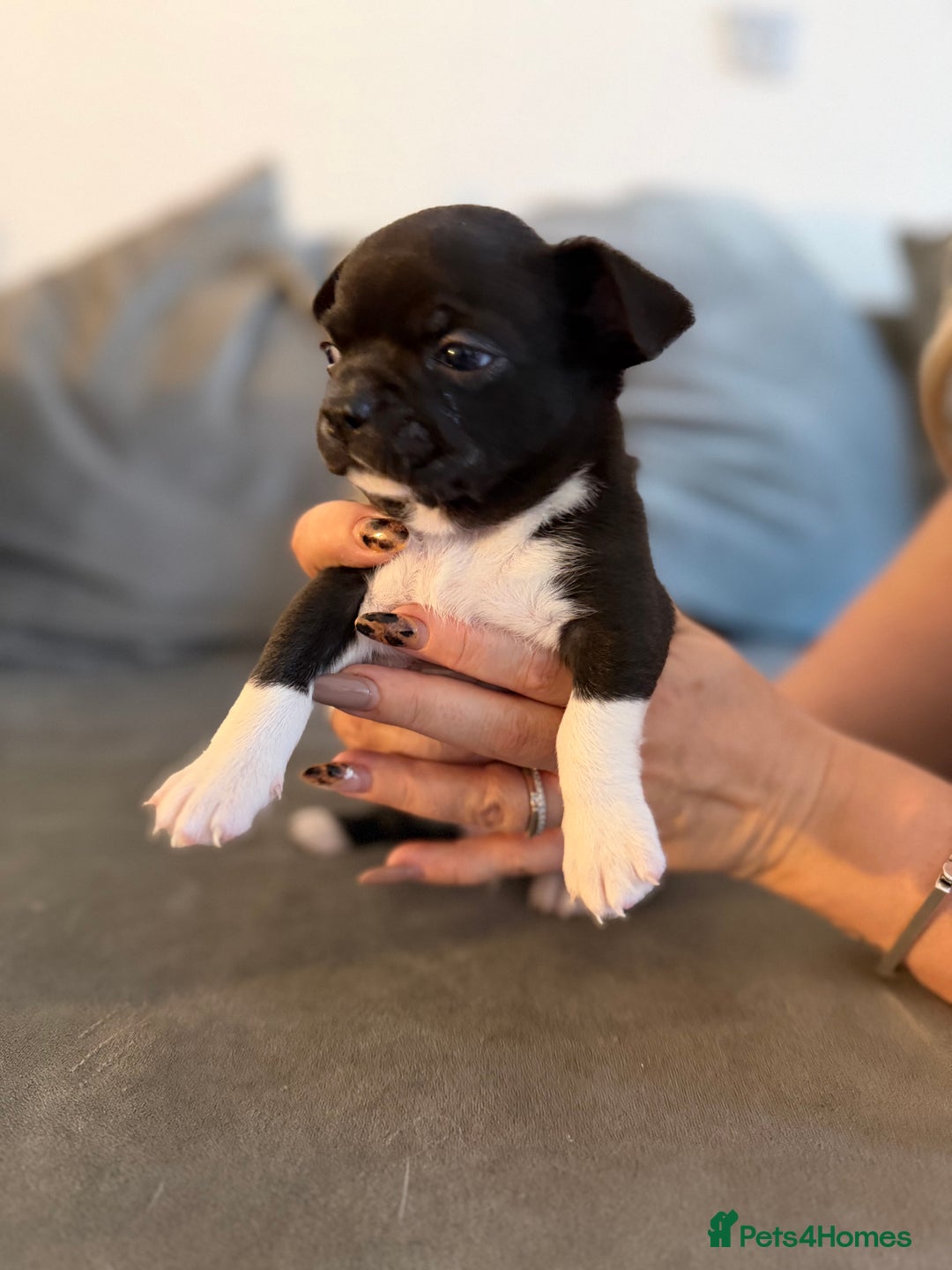 Chihuahua dogs for sale: 1 Stunning Male Apple Head Chihuahua Pup left - Advert 13