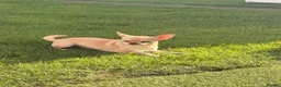 Chihuahua dogs for stud: Chihuahua stud dog - Advert 6