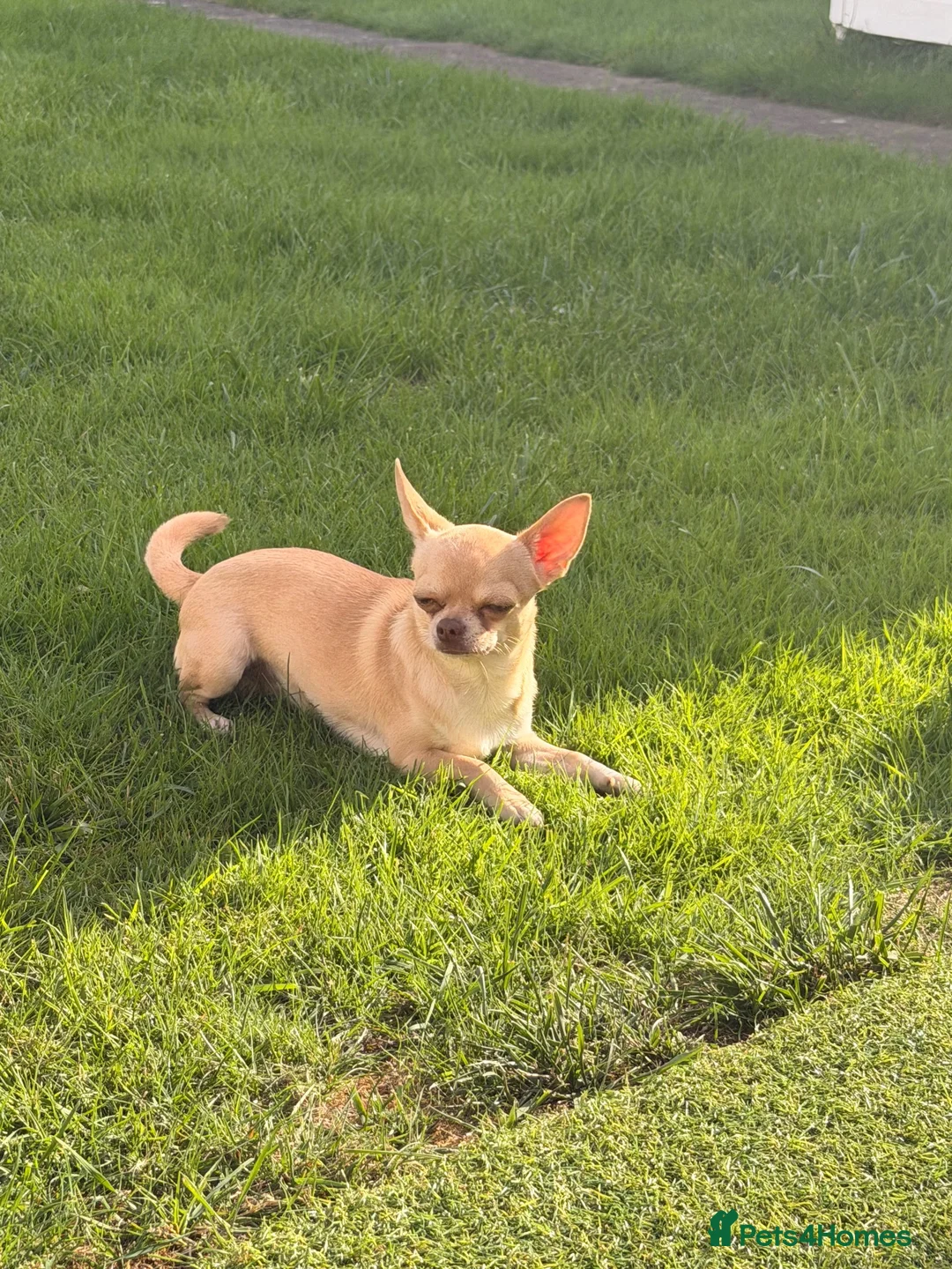 Chihuahua dogs for stud: Chihuahua stud dog - Advert 6