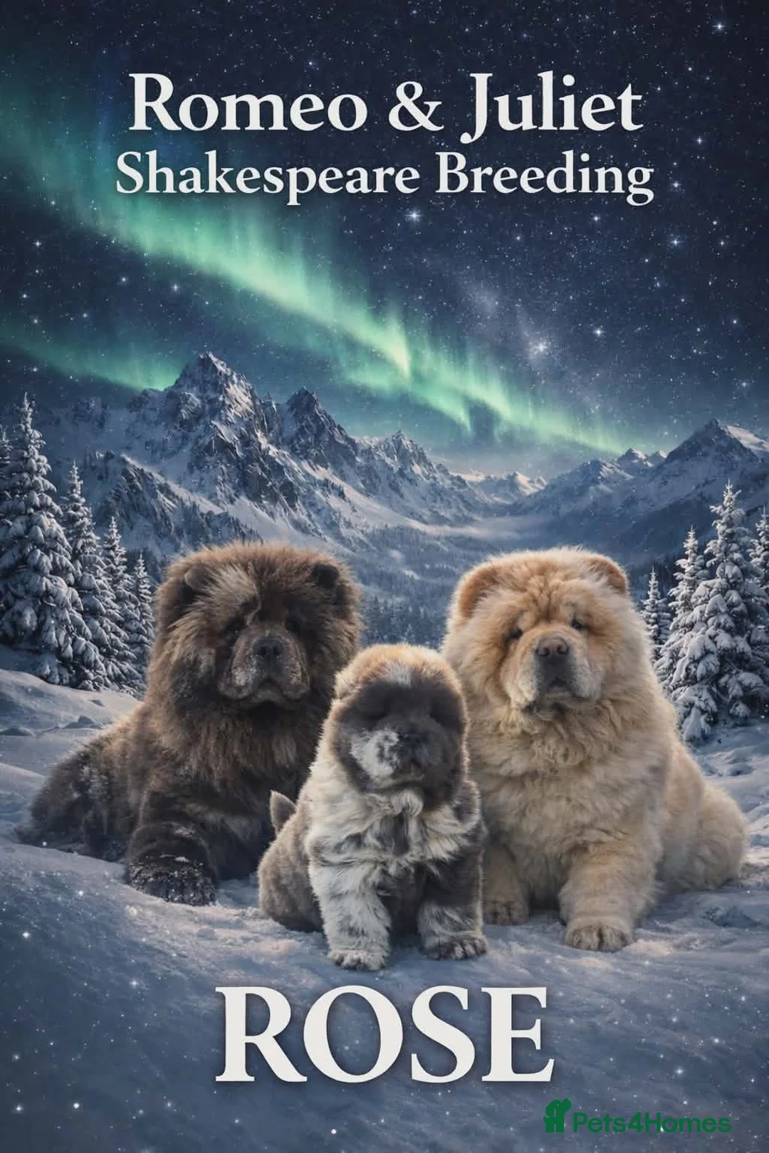 Chow Chow dogs for sale: Chow chow stunning ✌️💯 - Advert 2