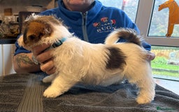Jack Russell dogs for sale: Pedigree Jack Russell Terriers - Image 23