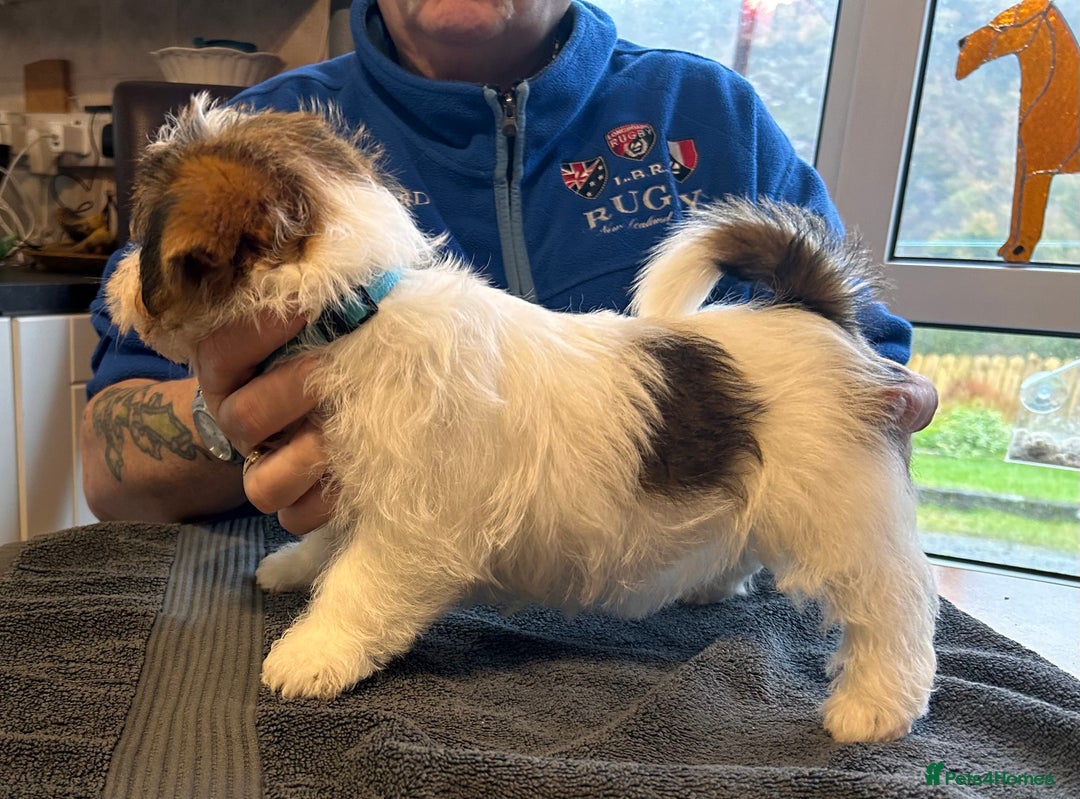 Jack Russell dogs for sale: Pedigree Jack Russell Terriers - Image 23