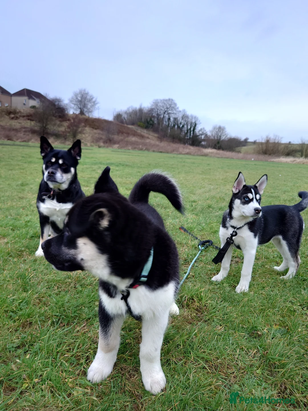 Mixed Breed dogs for sale: Siberian Husky x (Alaskan Malamute x English Bull) - Advert 13