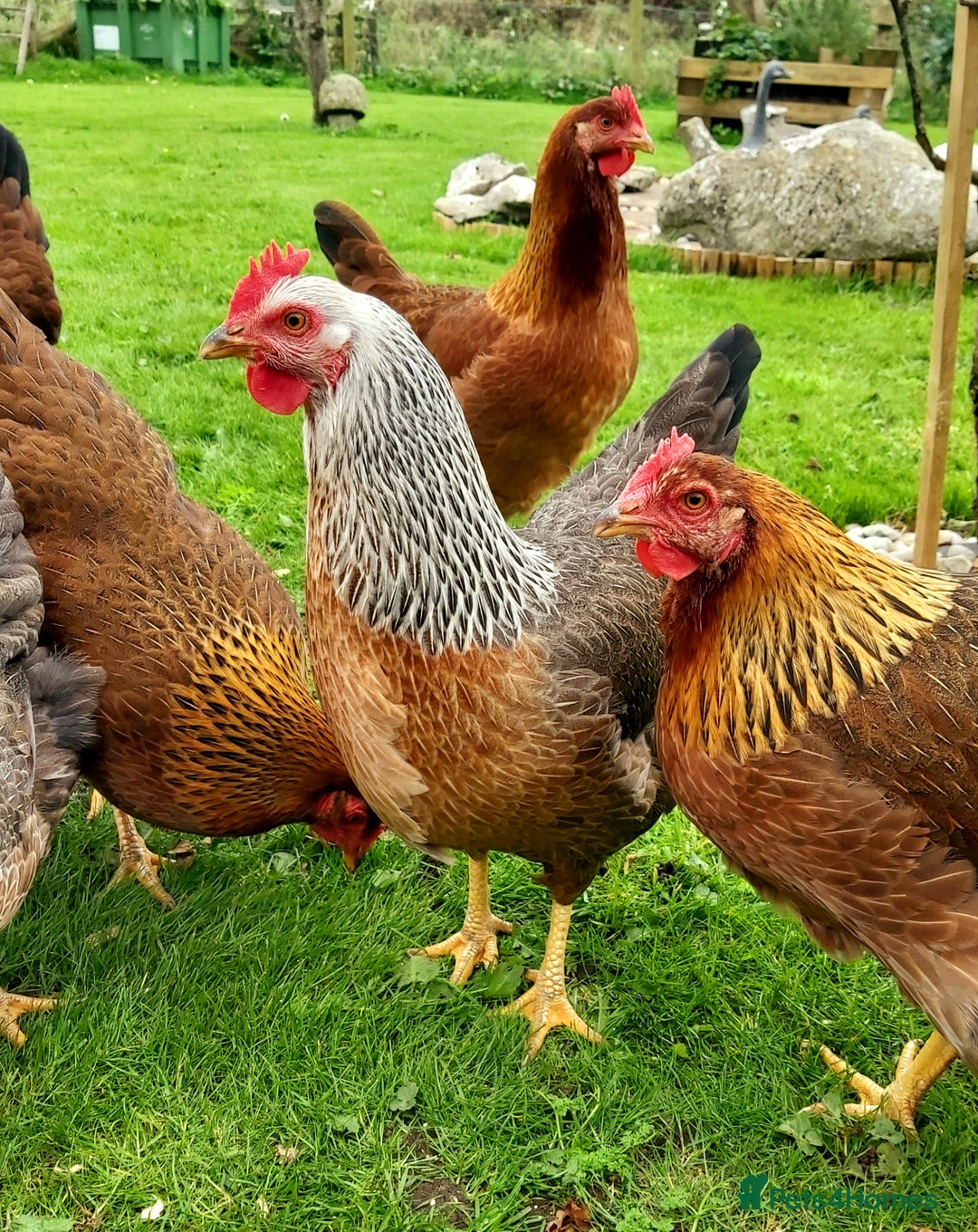 Hens poultry for sale: Purebred Welsumer lg Fowl young Cocks and Hens RD - Image 1