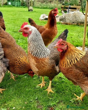 Hens poultry - Advert 1