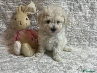 Maltipoo dogs 🤩 1 stunning f1 Maltipoo 🤩 - Advert 9