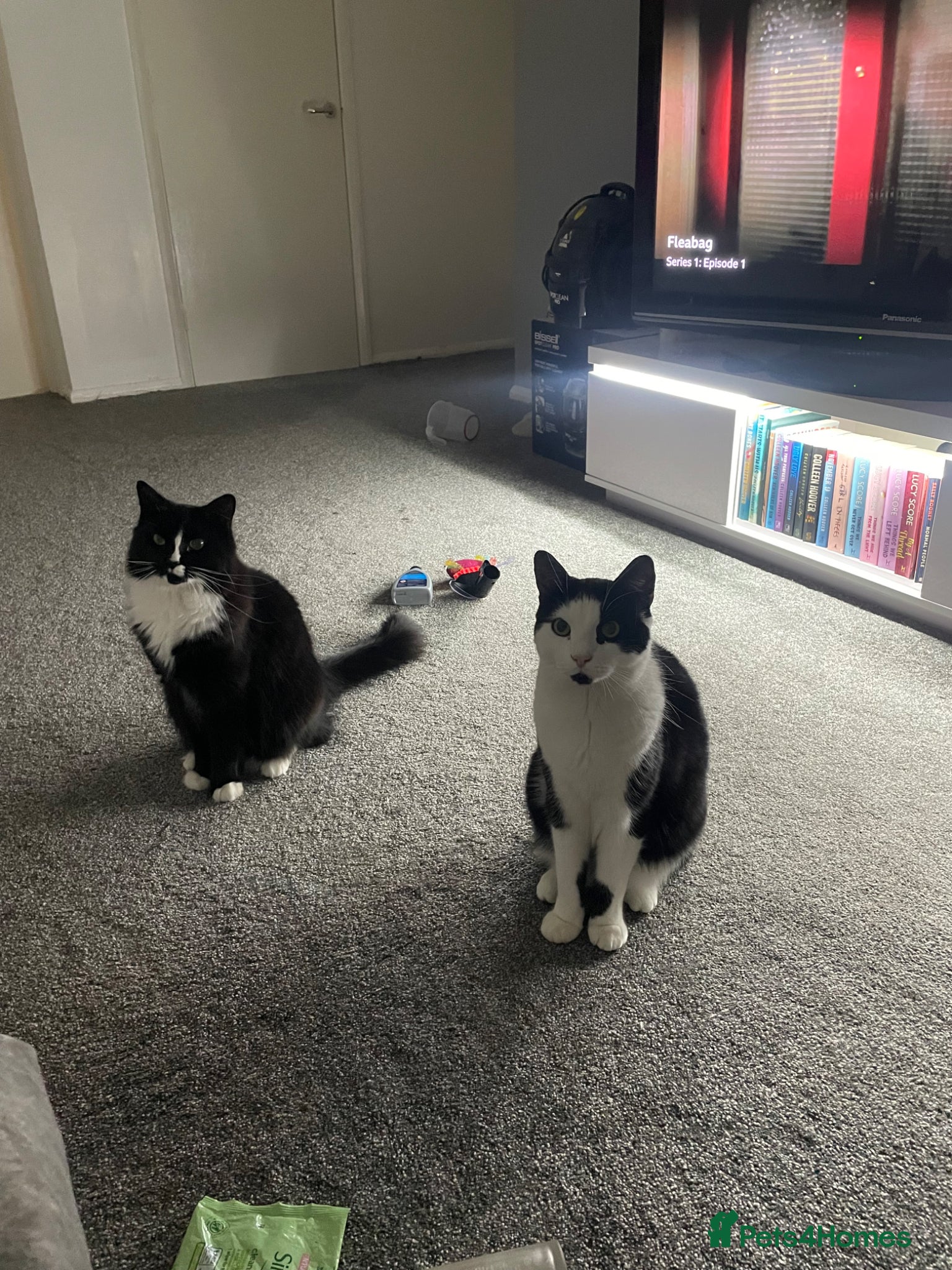 British Shorthair cats Loving home needed for a bonded brother and sister - Advert 1