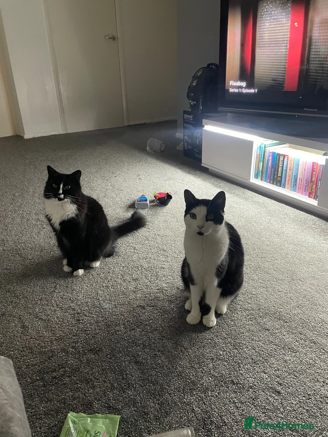 British Shorthair cats for sale: Loving home needed for a bonded brother and sister - Advert 1