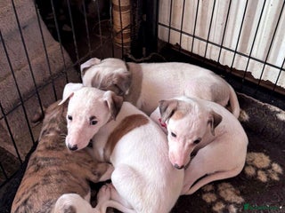 Whippet dogs Whippet pups - Advert 17