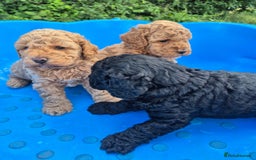 Cavapoo dogs for sale: 3 cavapoo pups for sale 2/male-1/girl - Image 3