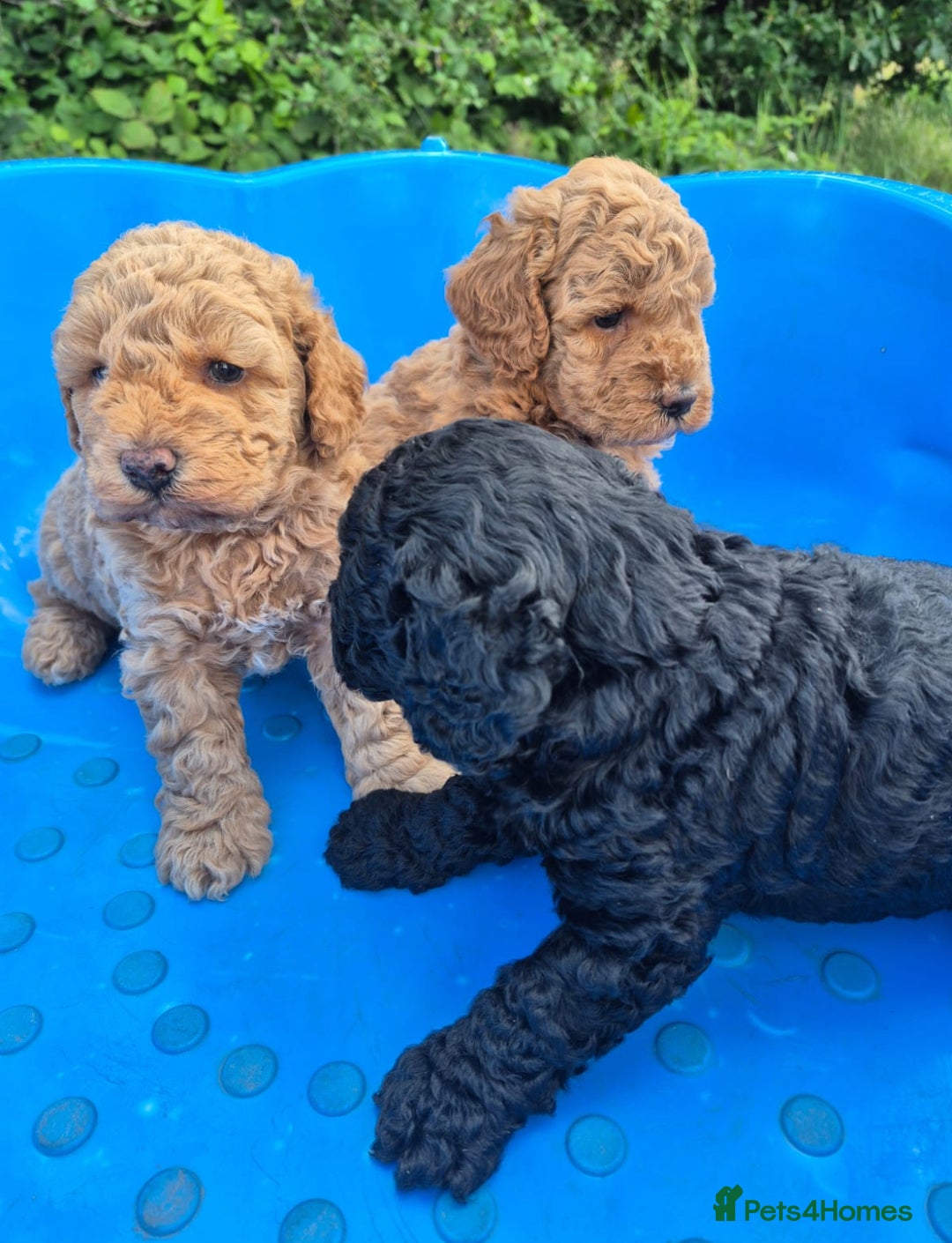 Cavapoo dogs for sale: 3 cavapoo pups for sale 2/male-1/girl - Image 3